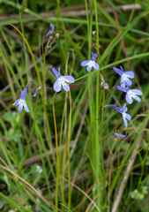 Lobelia flaccida flaccida