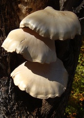 Hypsizygus ulmarius