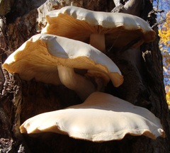 Hypsizygus ulmarius