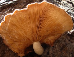 Hypsizygus ulmarius