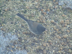Junco hyemalis cismontanus