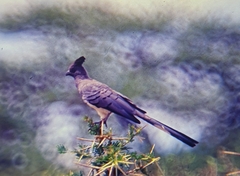 Corythaixoides leucogaster