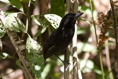 Thamnophilus bridgesi