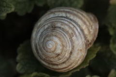 Caucasotachea vindobonensis