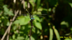 Lamelligomphus ringens