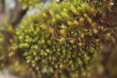 Nyholmiella obtusifolia