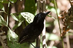 Thamnophilus bridgesi