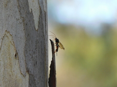 Echthromorpha intricatoria