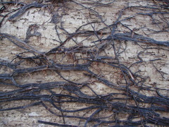 Armillaria