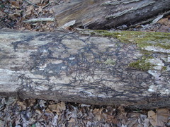 Armillaria