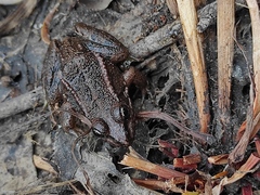 Pelophylax bedriagae