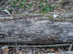 Armillaria