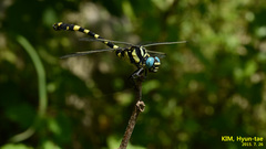 Lamelligomphus ringens