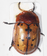 Conchyloctenia punctata