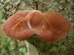 Auricularia