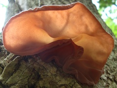 Auricularia