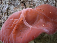 Auricularia