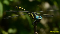 Lamelligomphus ringens