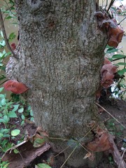 Auricularia