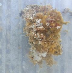 Hymeniacidon perlevis