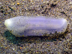 Paracaudina australis