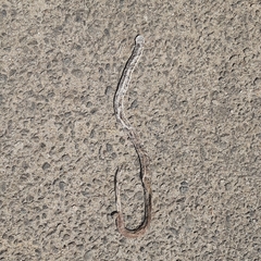 Oligodon taeniolatus