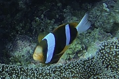 Amphiprion