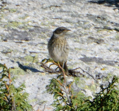 Prunella atrogularis