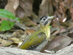 Picus vittatus