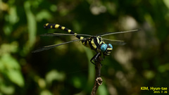 Lamelligomphus ringens