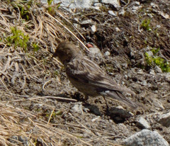 Leucosticte nemoricola