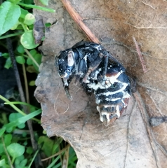 Beauveria bassiana