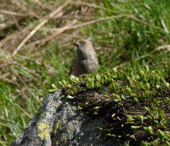 Leucosticte nemoricola