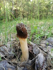Morchella semilibera