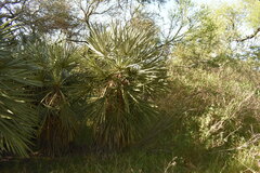 Trithrinax campestris