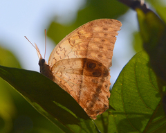 Charaxes varanes vologeses