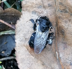Beauveria bassiana