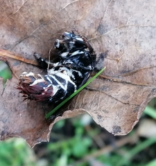 Beauveria bassiana