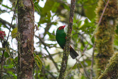 Chlorornis riefferii