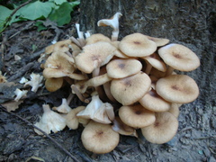 Desarmillaria
