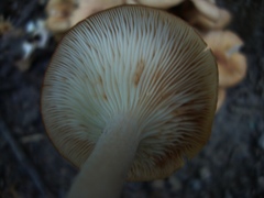 Desarmillaria