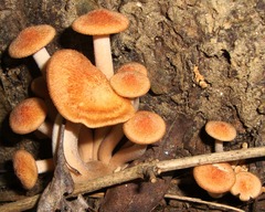 Desarmillaria