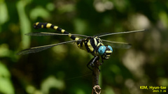 Lamelligomphus ringens