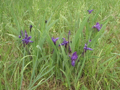 Iris aphylla