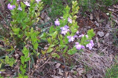 Scaevola platyphylla