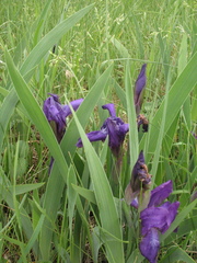 Iris aphylla