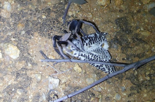 Two-toned wolf spider (Hoggicosa bicolor)