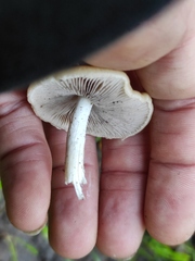 Psathyrella
