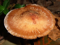 Armillaria