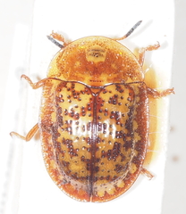 Conchyloctenia hybrida
